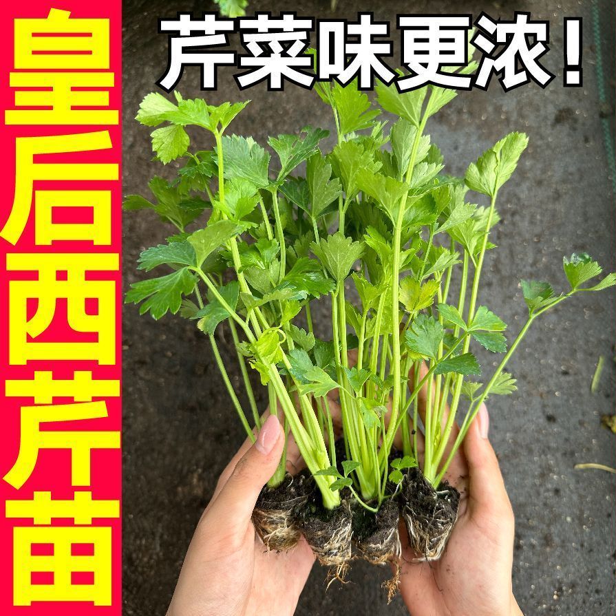 （寿光直发）芹菜苗西芹寿光苗场直发芹菜苗批发蔬菜苗四季易活生长