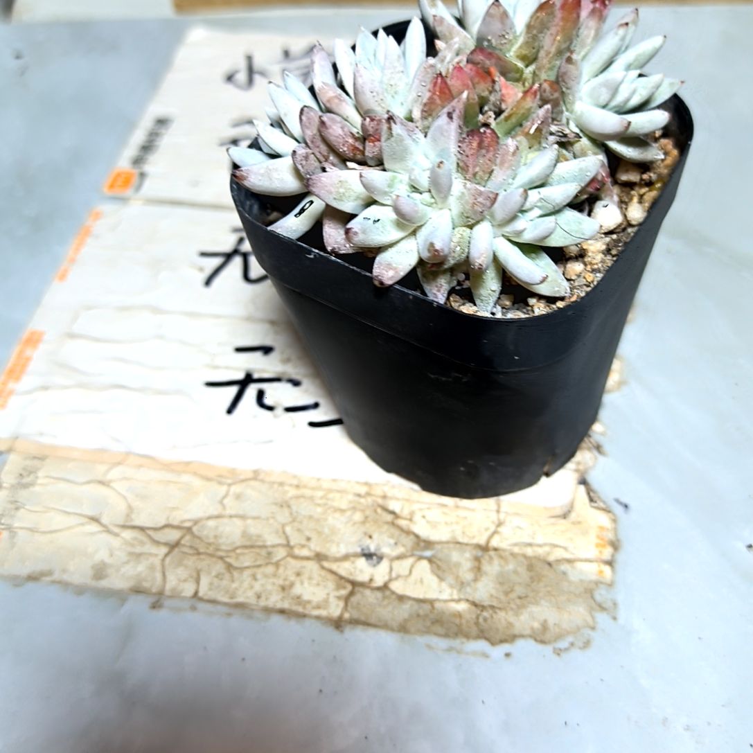 满9元包邮，白菊老庄多头