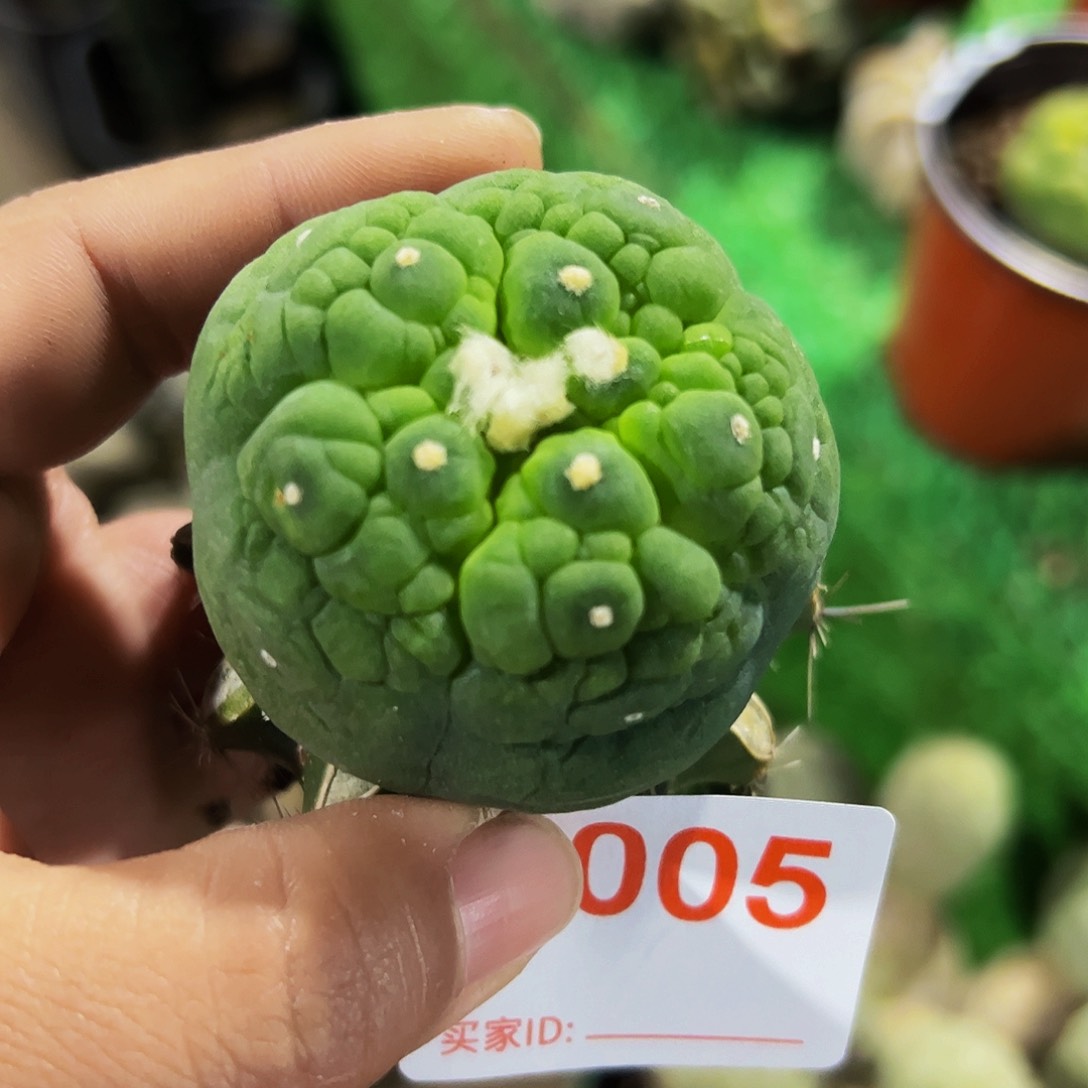 苗接大尤龟甲仙仙人球005