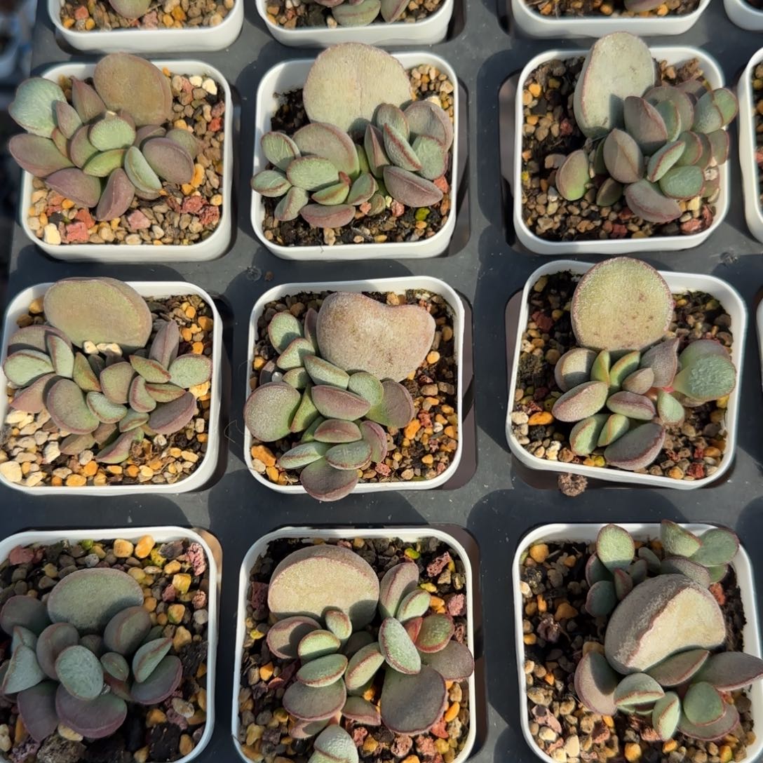 春彩多肉量拍链接