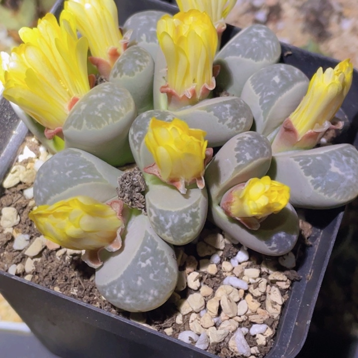 5585888888555558557877