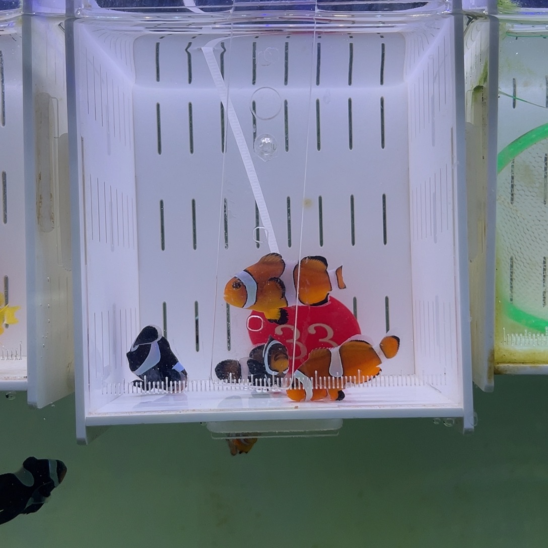 海水鱼短文4条鱼。你