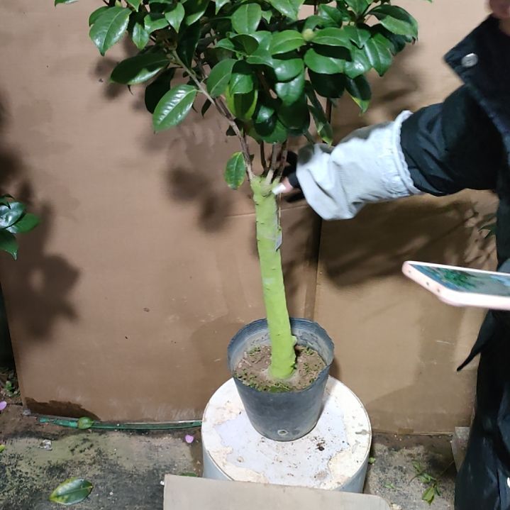 731乌马克，白瑞奇，原盆原土发货，不包邮