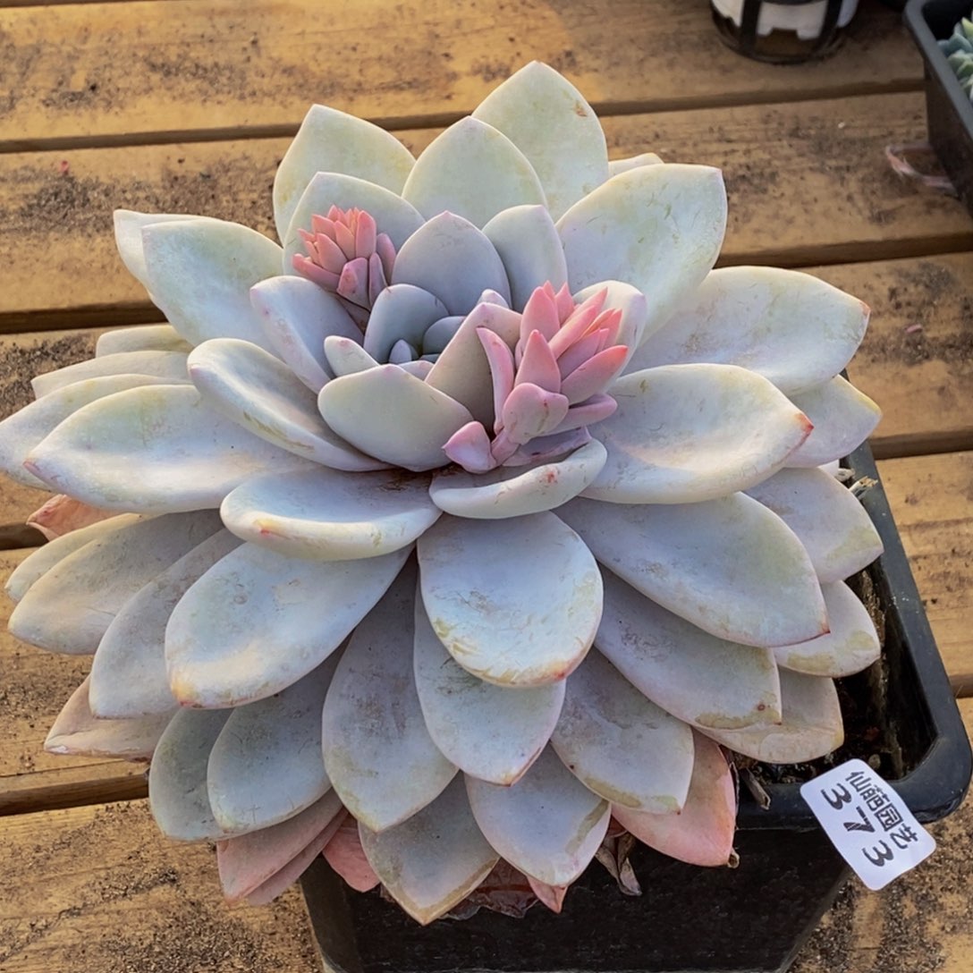 373多人在一起的时候就