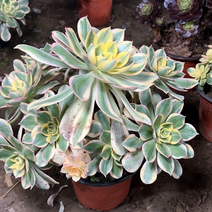 多肉植物法师灿烂37