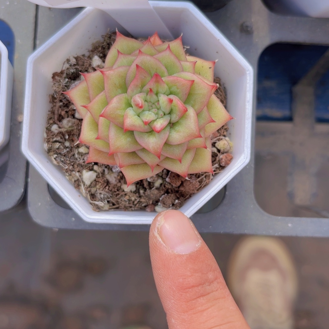 C719蔷薇玛利亚一物一拍