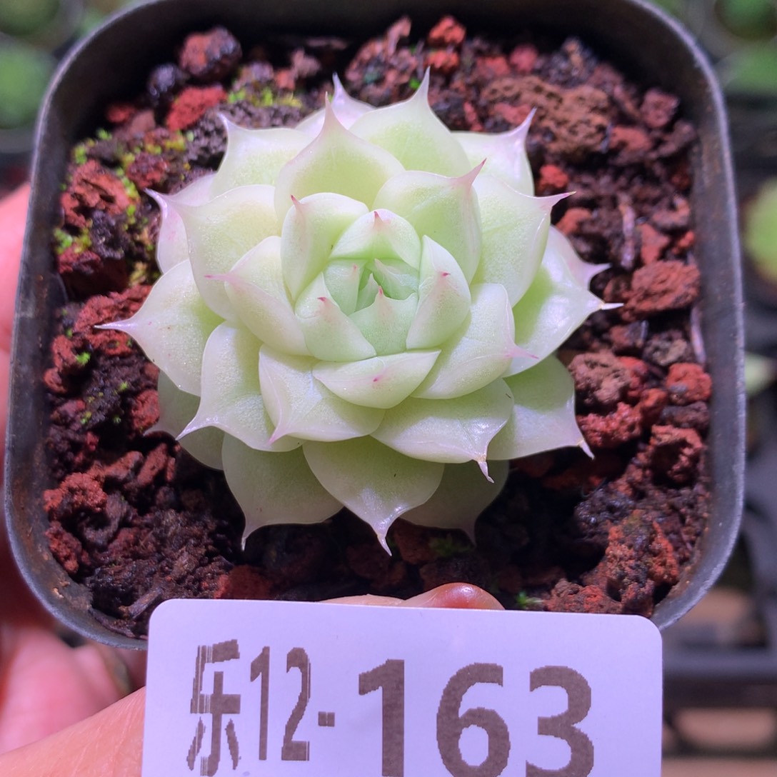 乐然12-163 麦秆单头 