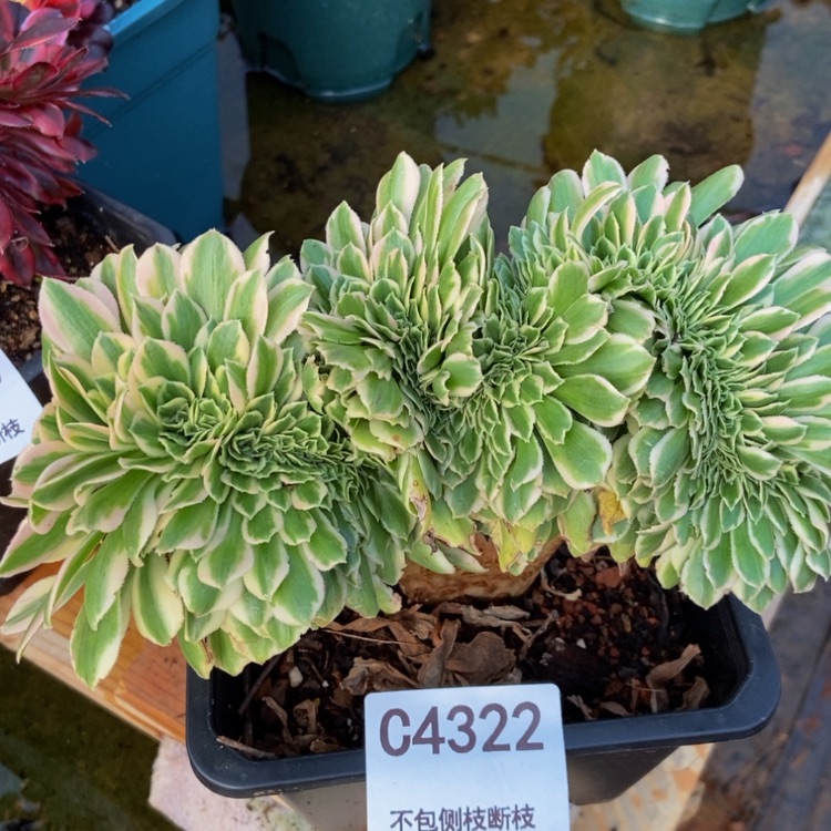 【闪购商品】4322迈巴赫多肉