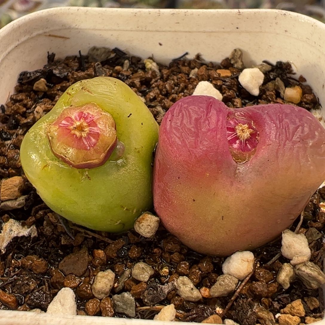 021多肉植物百科