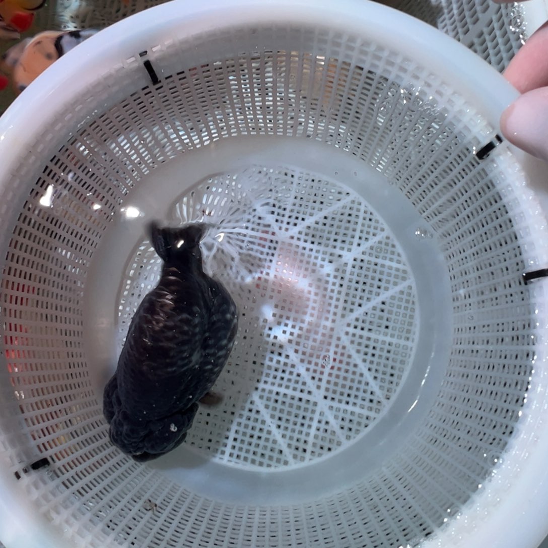 烤***薯金鱼潘氏金鱼兰寿金鱼