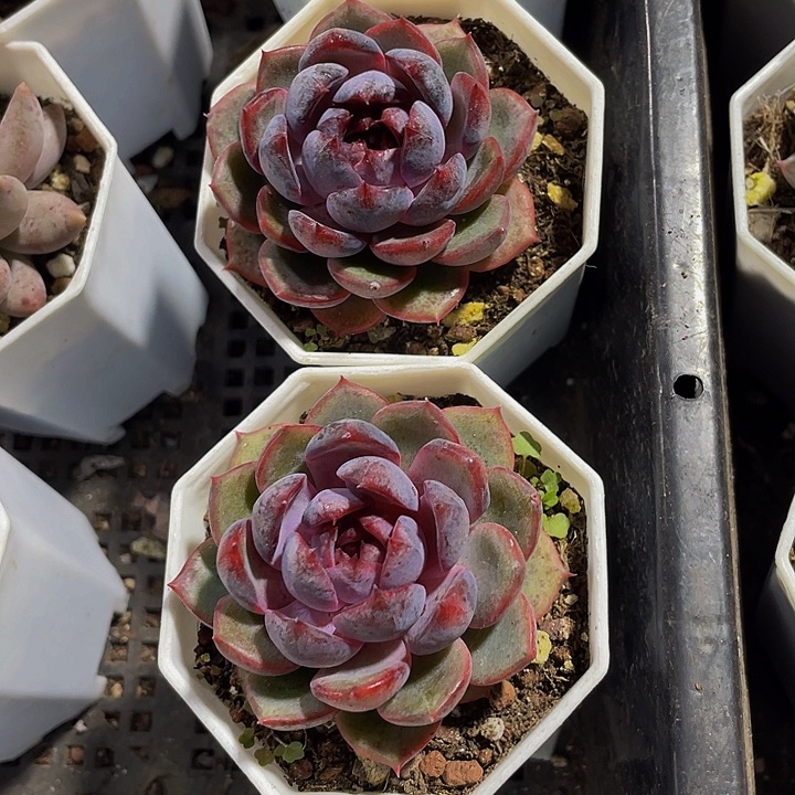 黑橙子八角盆带盆土发