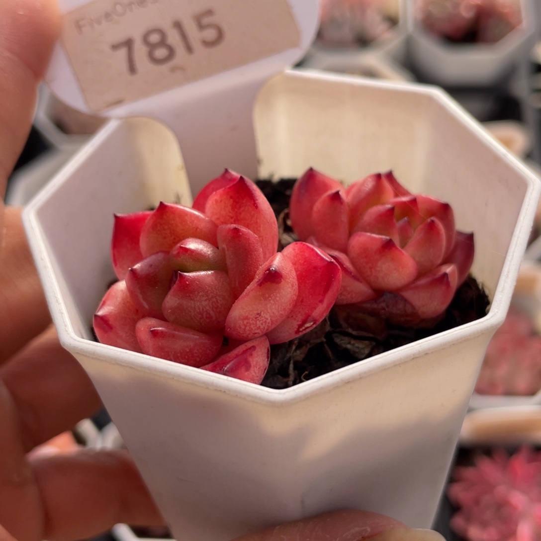 Tm7815-6.0厘米左右