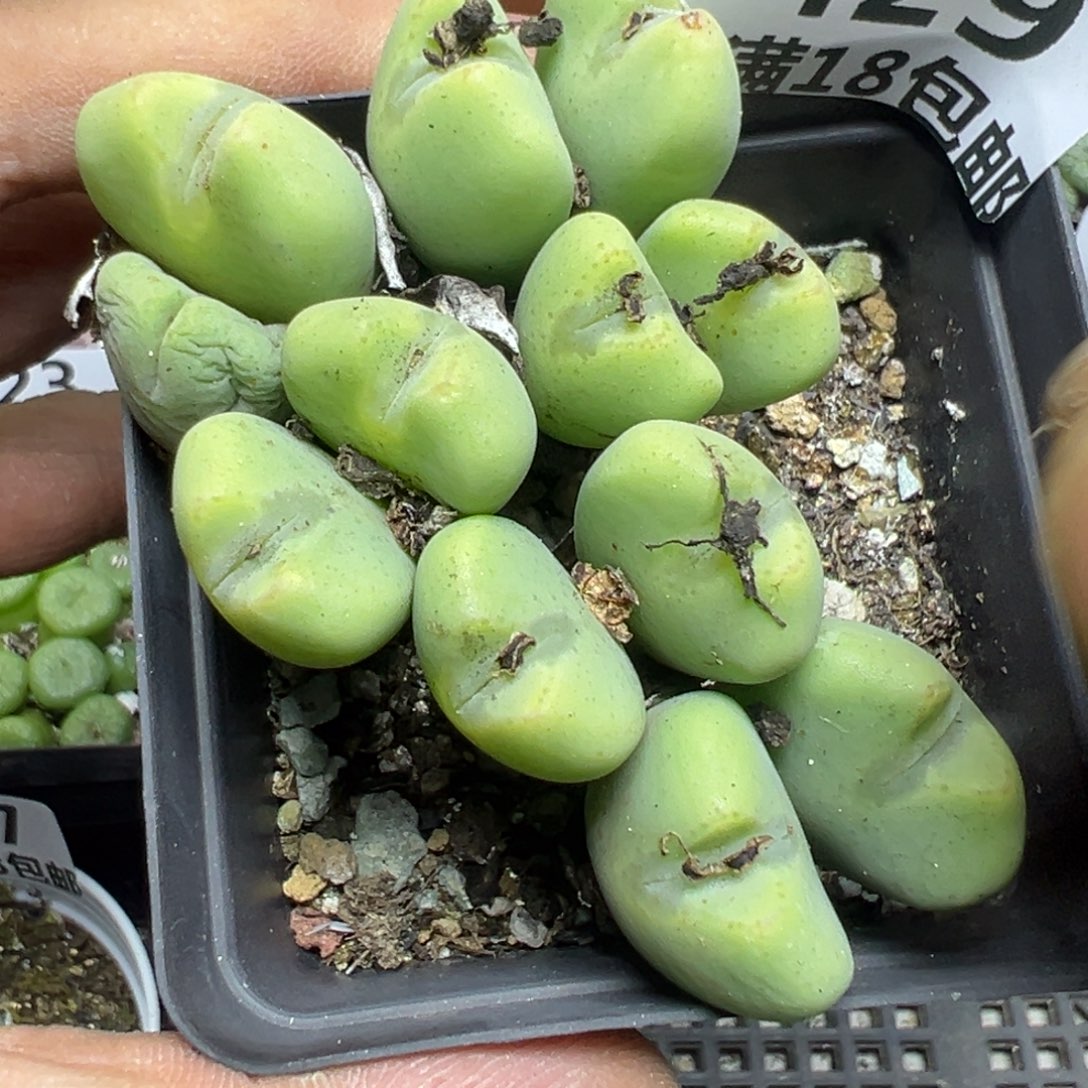 【闪购商品】 429。  