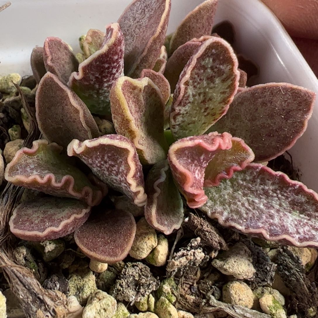 大波浪水泡多肉植物水泡