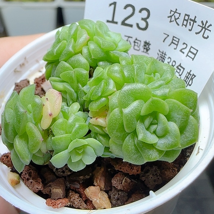 【闪购商品】0702-123优选麦杆