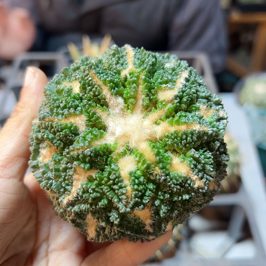 35号苗接无根哥斯拉牡丹8.5公分