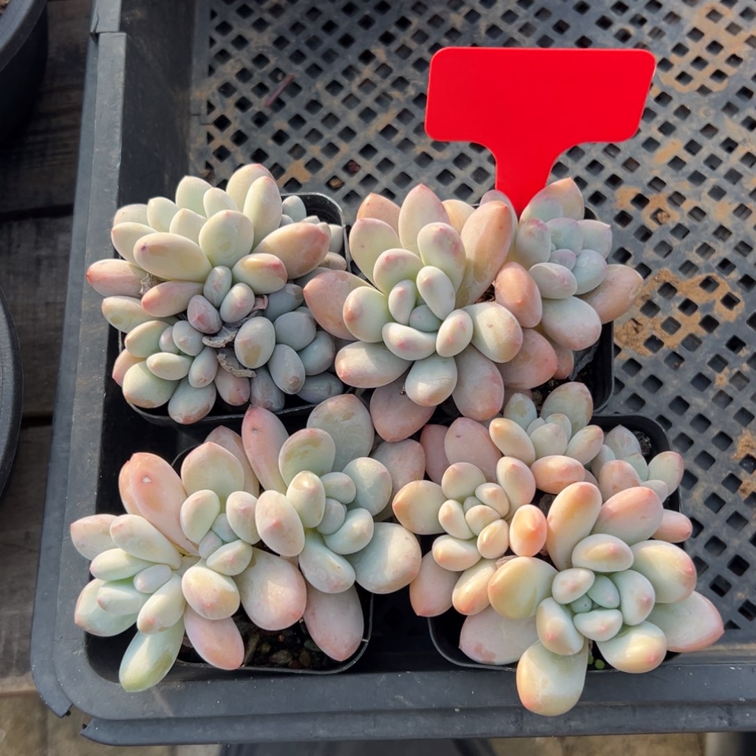 特价香水4颗111111111