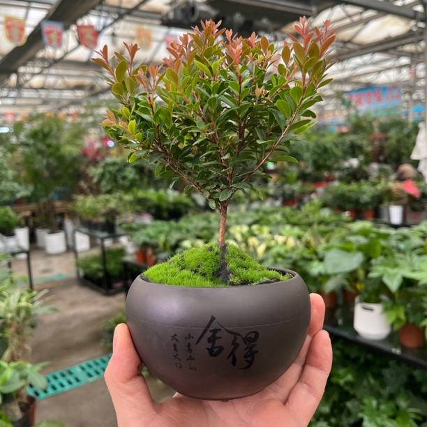 （新疆包邮）小叶赤楠盆栽室内绿植客厅花卉好养四季常青桌面植物