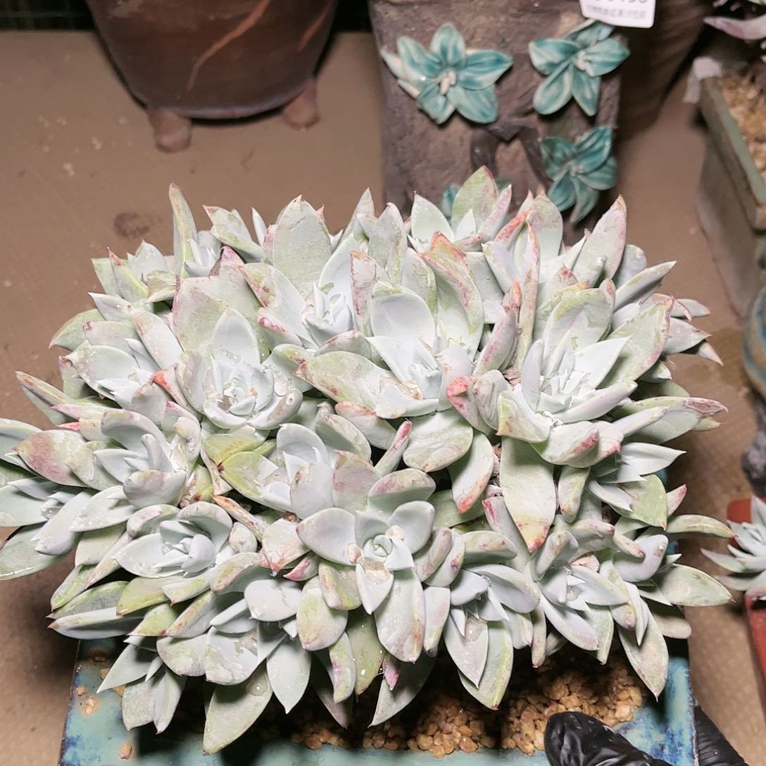 9137大花朵苹果叶杂交多肉