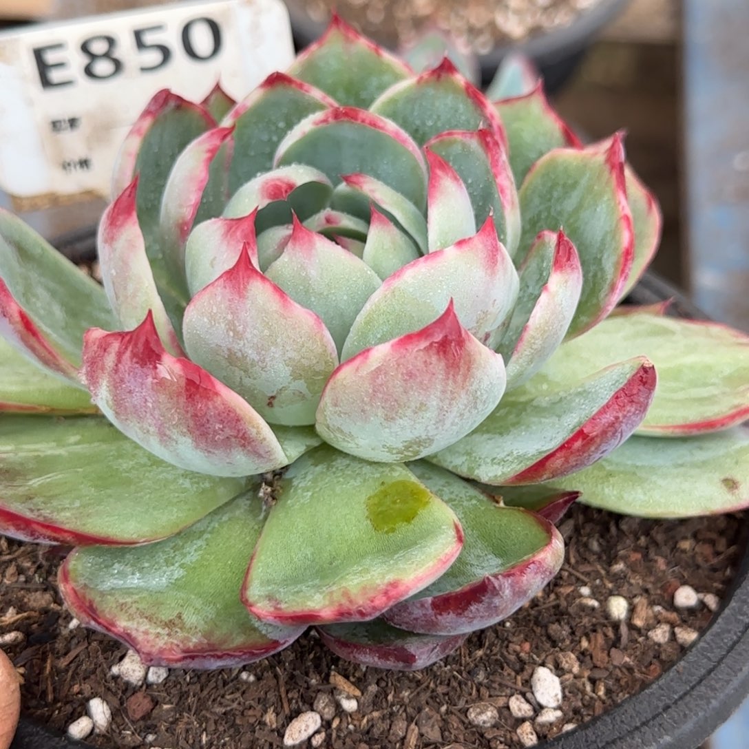 惊鸿一物一拍包装收缩花旱850