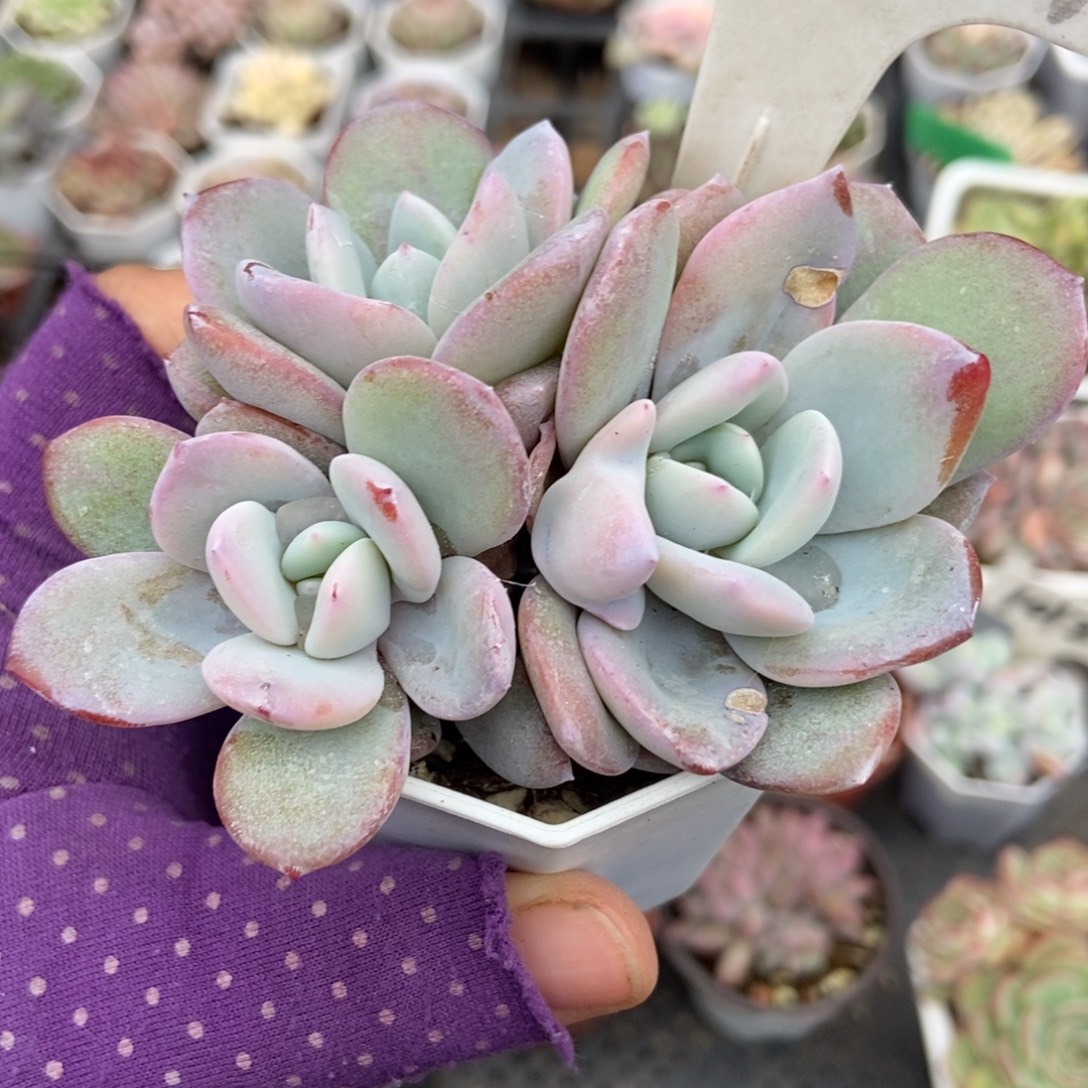 1047奶茶多肉植物