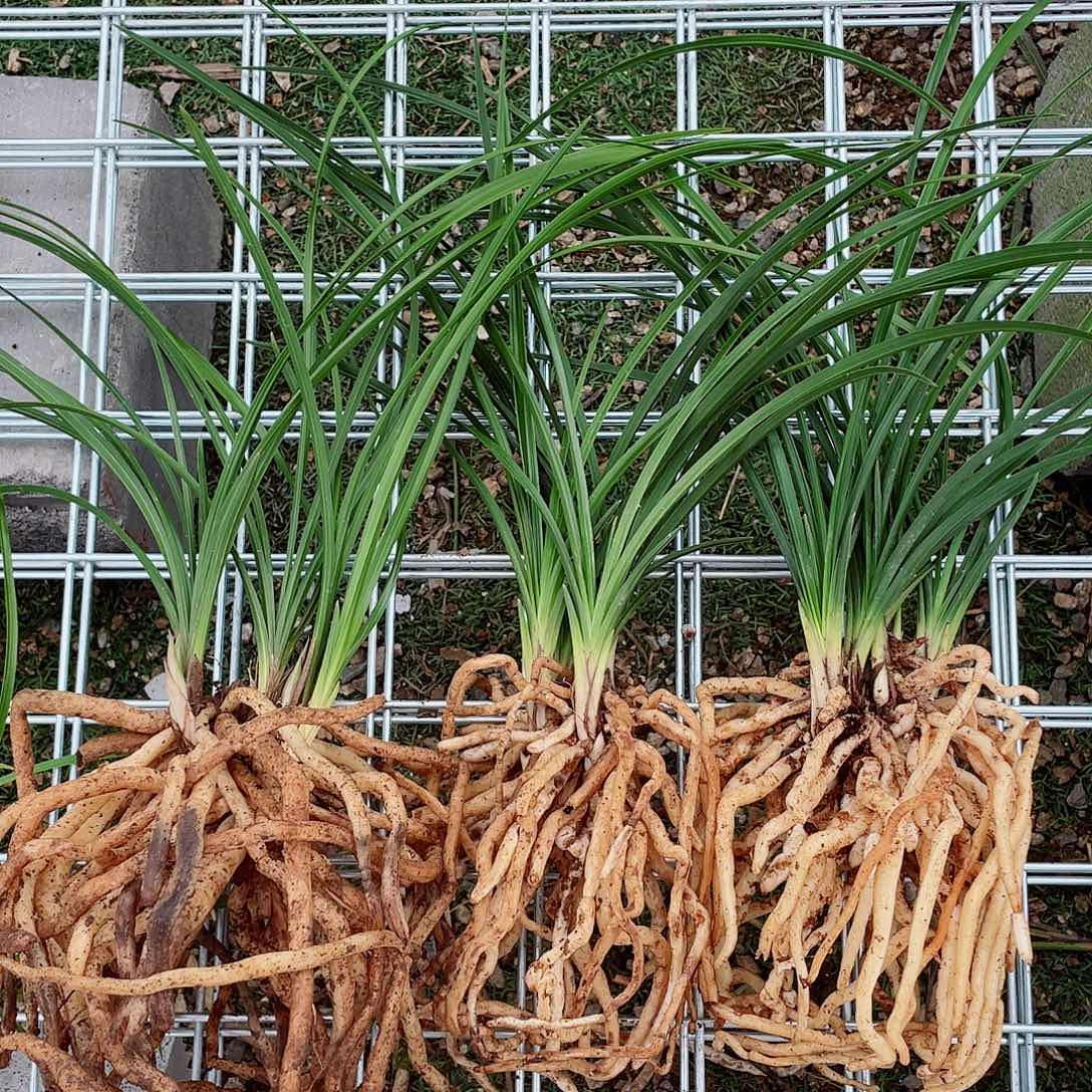 柯***辰完全开放兰花兰花