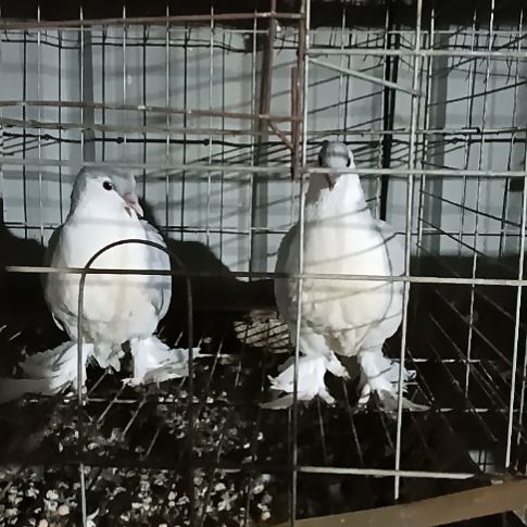 蓝啦鸽子青年鸽子一对