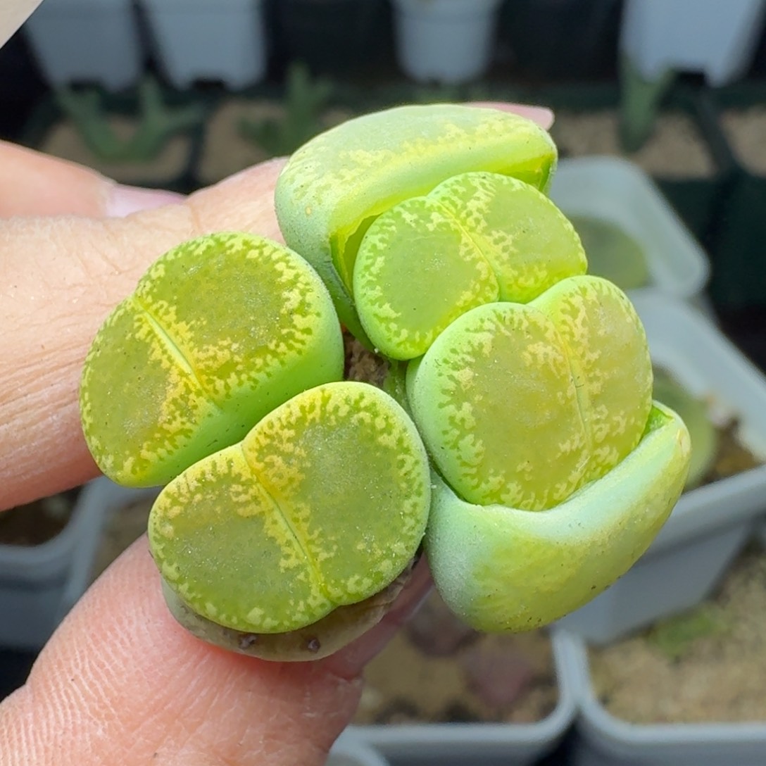 1130两颗双头0000000000