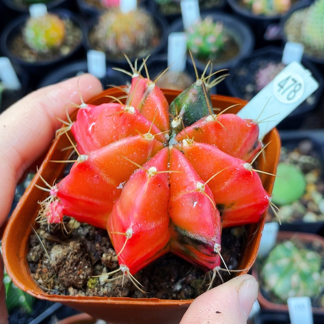 非偏远地区满25包邮仙人球