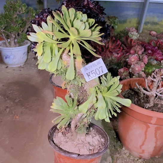 507绿法师缀多肉植物