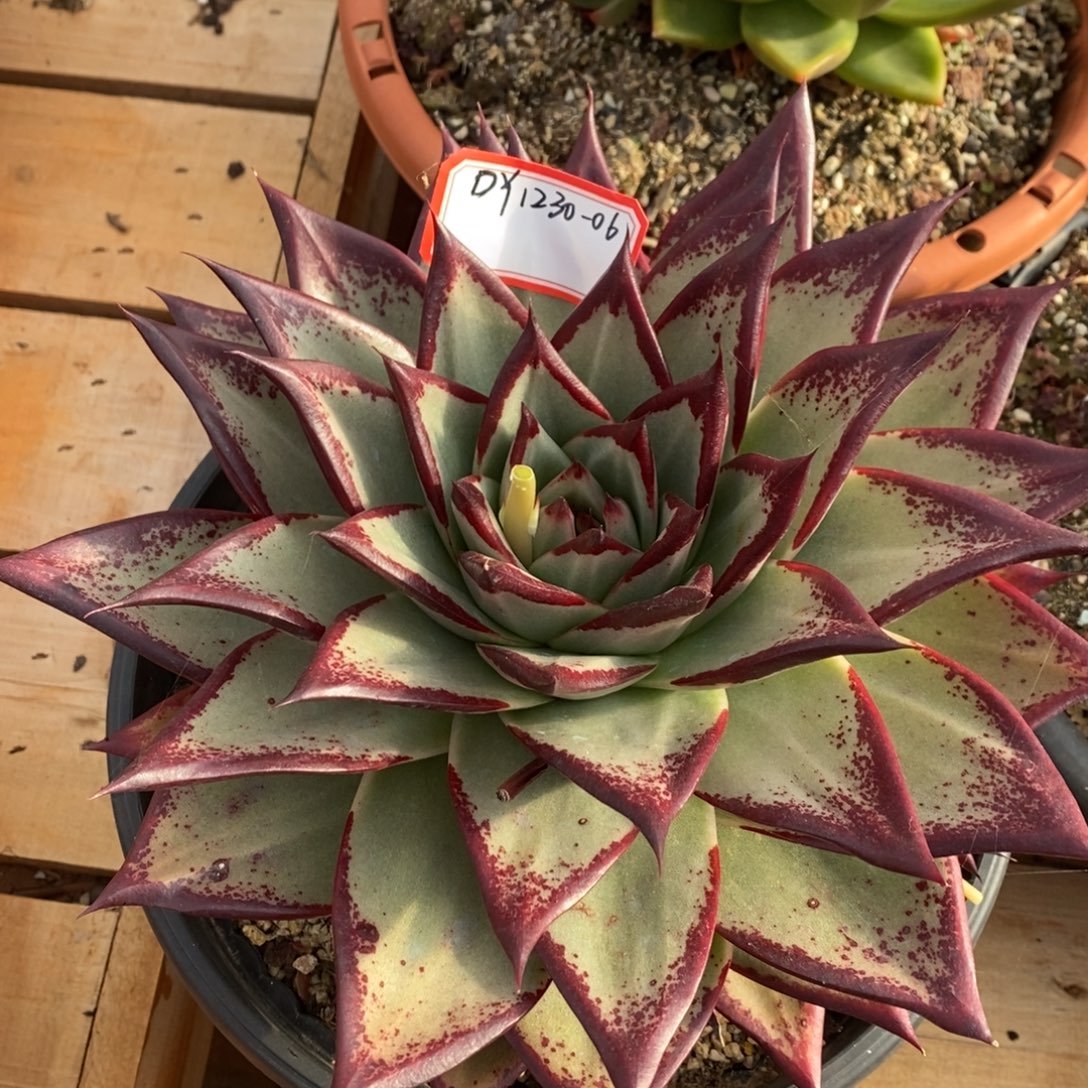 乌木大个头1230-06