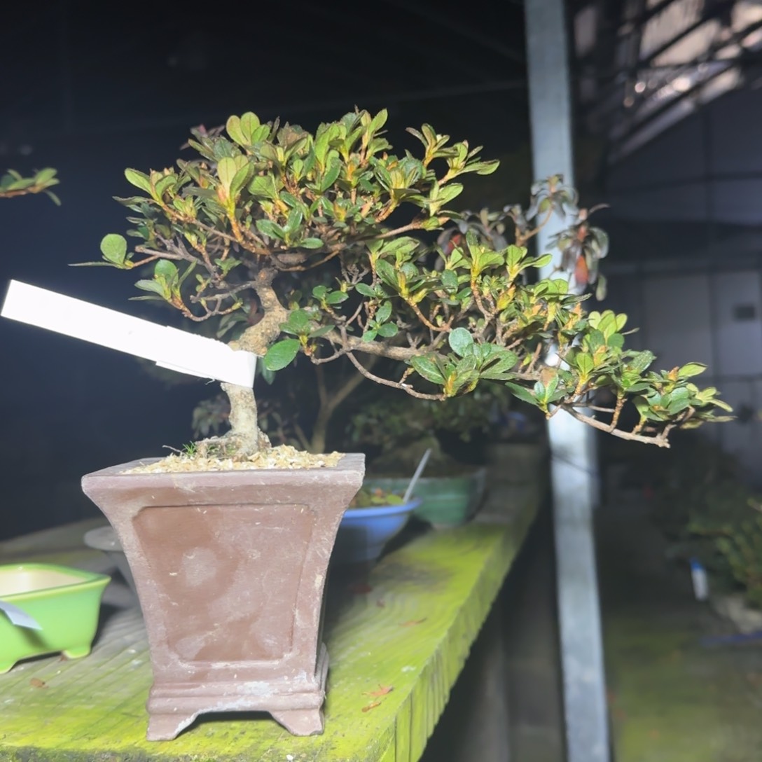 S****g花卉苗木花卉苗木