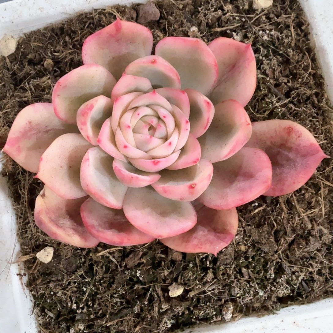 粉水晶  锦上园艺一物一拍