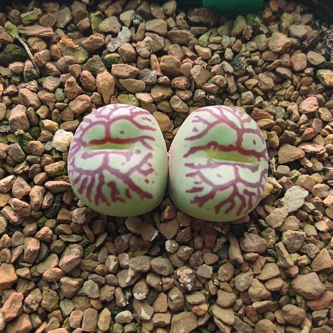 八重墨一颗双头成株