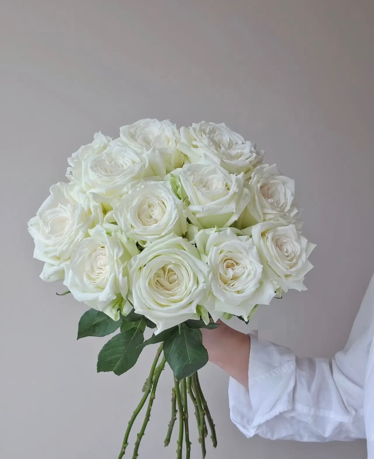 （一单包邮）坦尼克单头玫瑰 鲜花云南基地直发