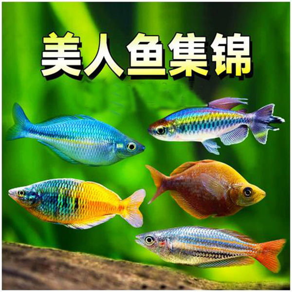 刚果美人鱼鸽子美人鱼苹果石美人鱼美人系列合集热带观赏鱼淡水