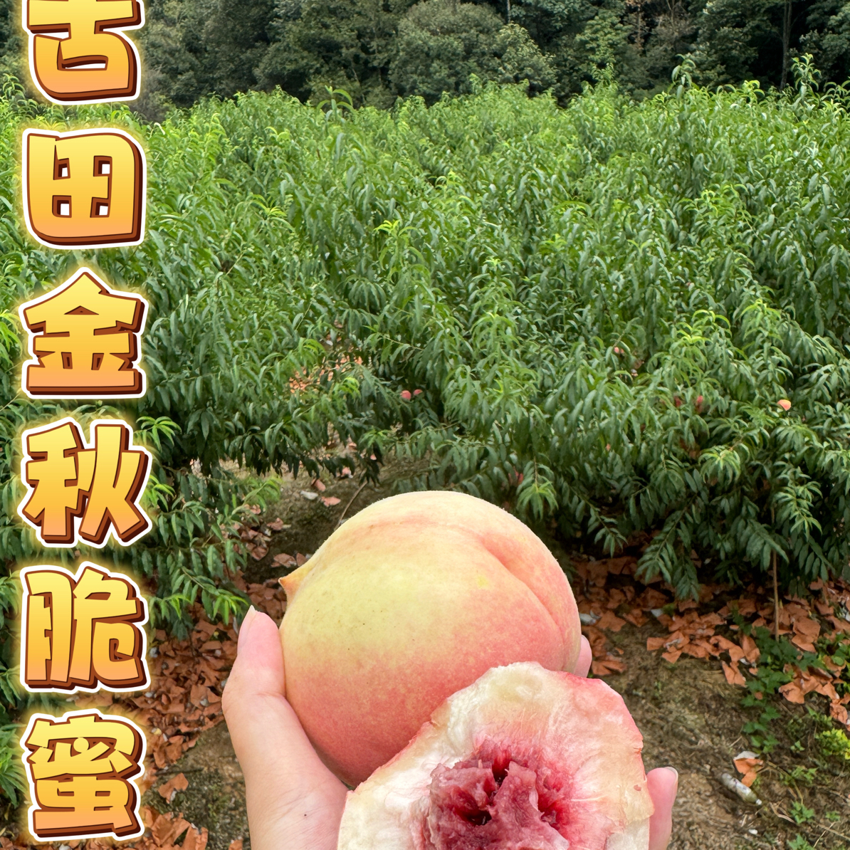 福建古田水蜜桃新鲜脆桃鲜甜多汁现摘当季应季水果