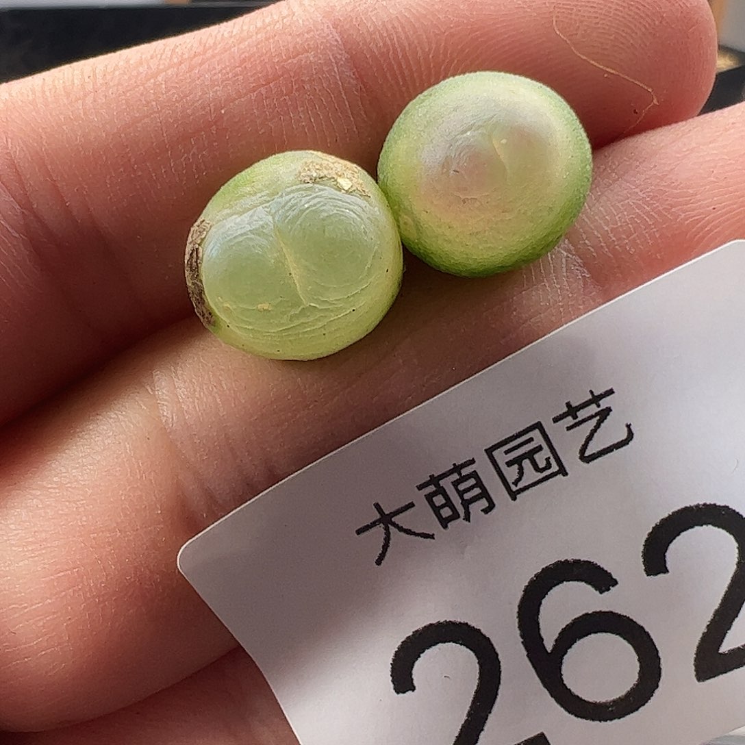 一物一拍。       262