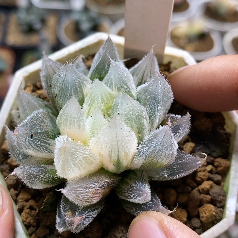 【闪购商品】161 Gm292锦
