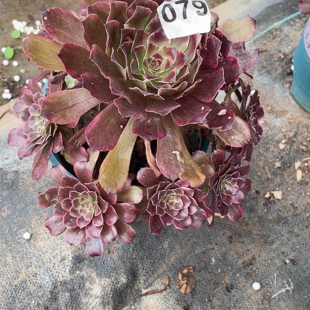 多肉法师79号无名发货不损