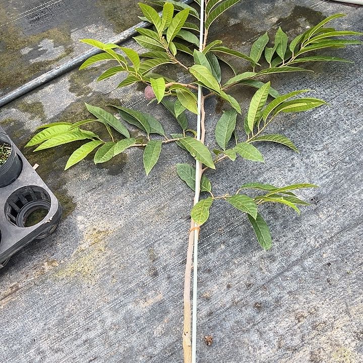 乐****天使24669995356445543