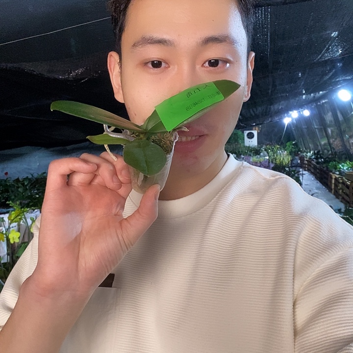 无花朵无毒娃娃蝴蝶兰