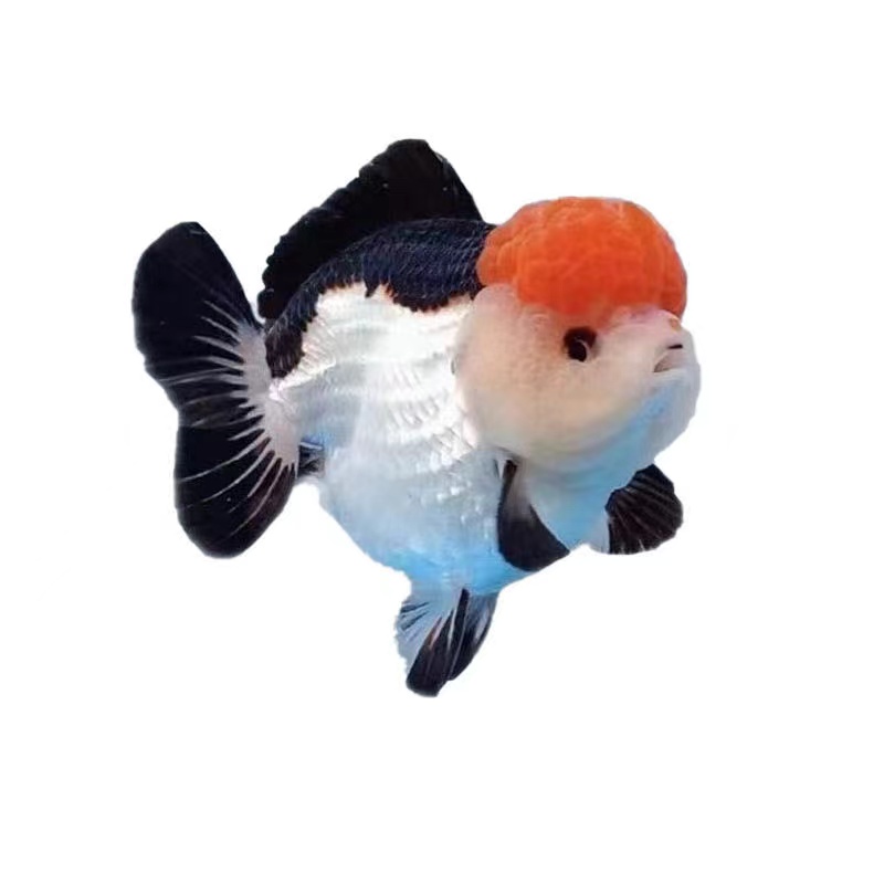 泰狮元宝狮将军体专用链接