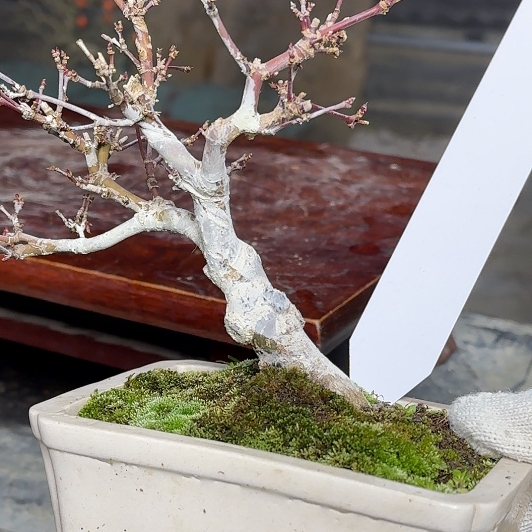 红陶用****621顺丰到付。