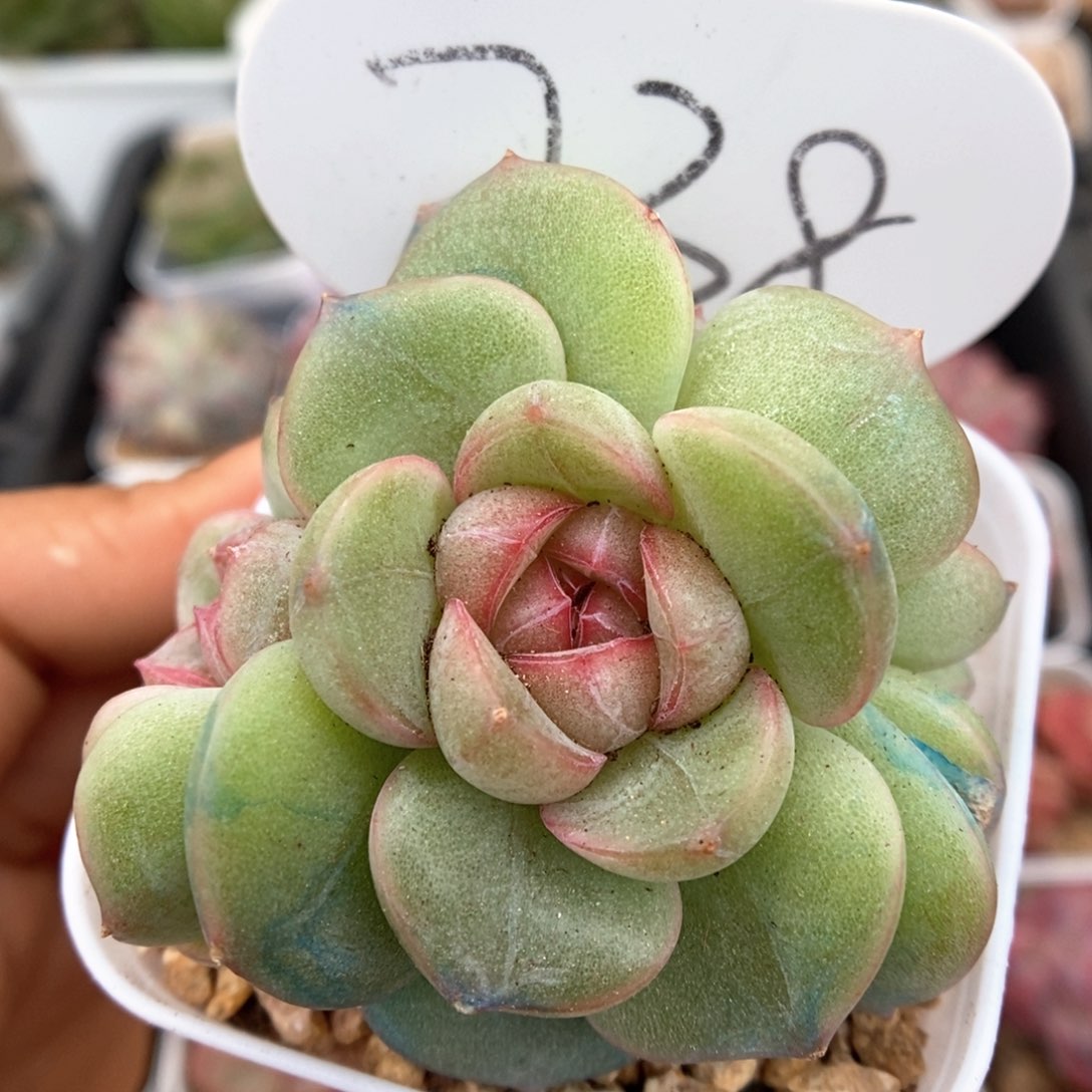 香雪海群生可拍738号