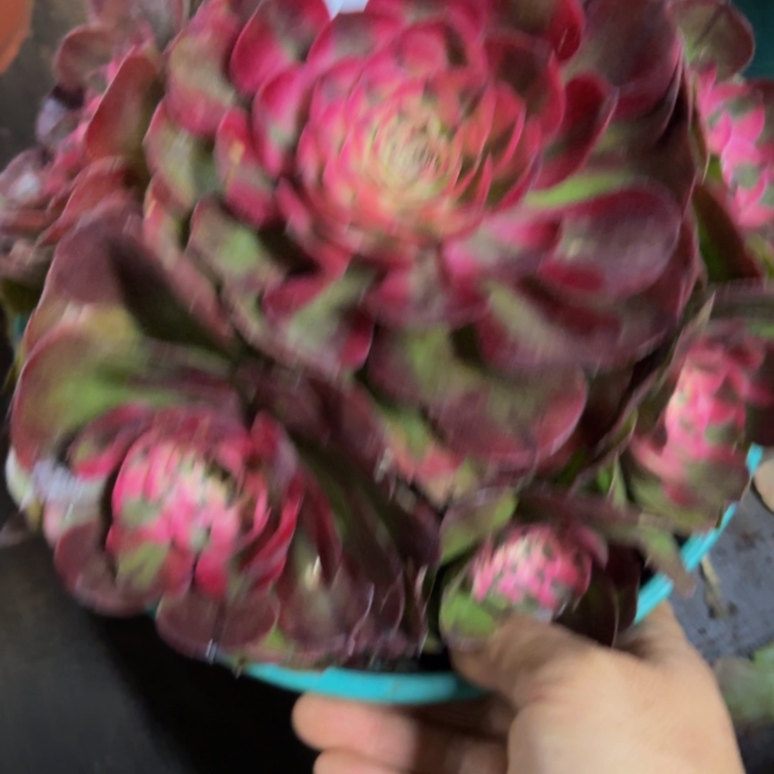 哈哈多肉葡萄荔枝139