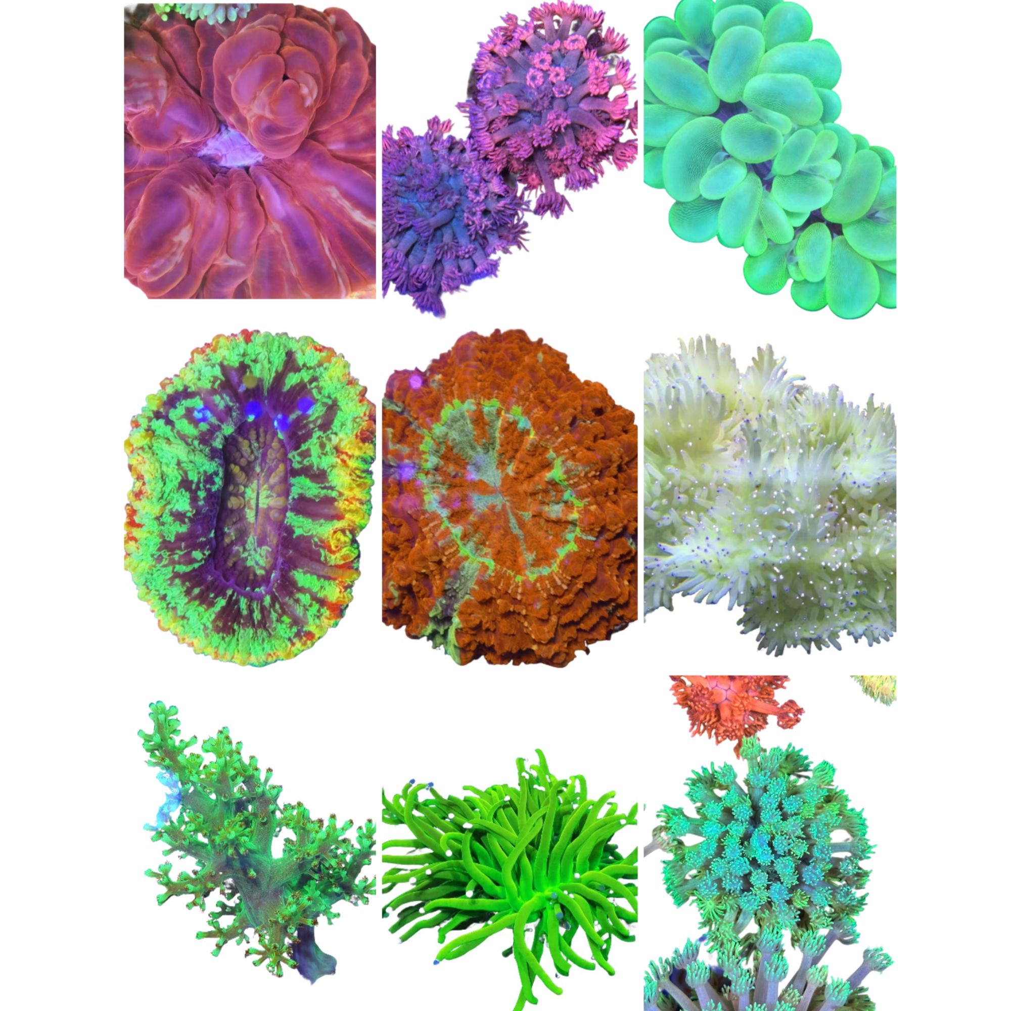 圣诞树紫点海葵花花葵一物一图一价珊瑚直播间海缸珊瑚