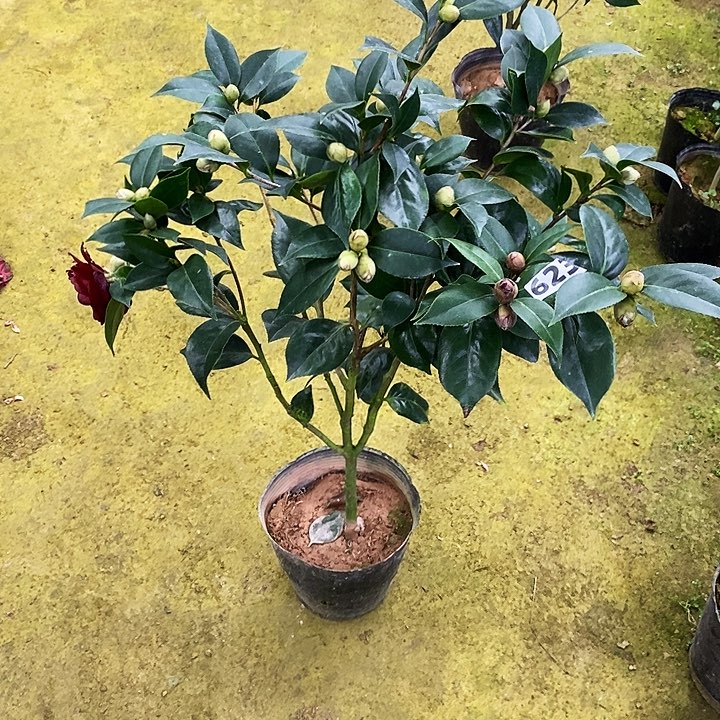 双墨。    茶花。 623。  