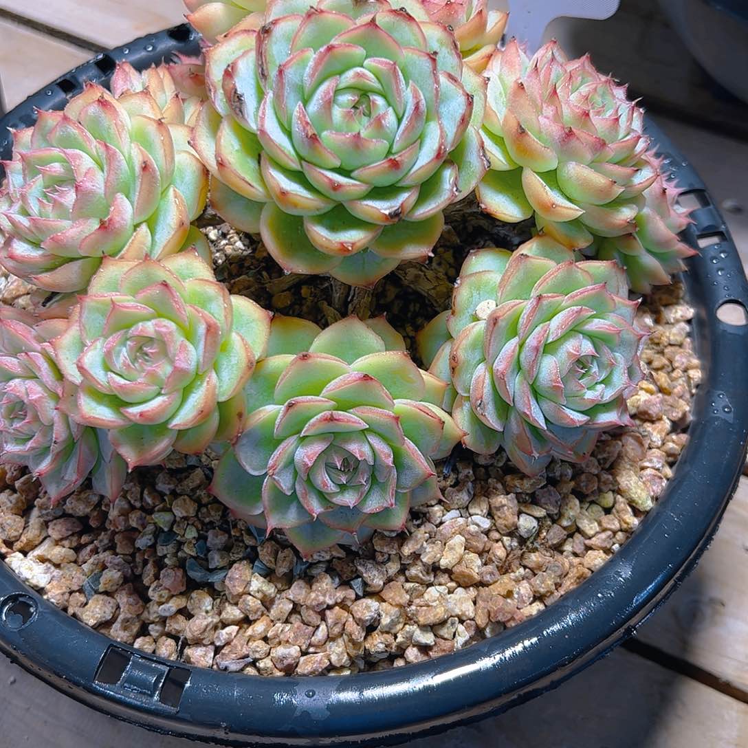 兔*024水晶玫瑰98。。。。