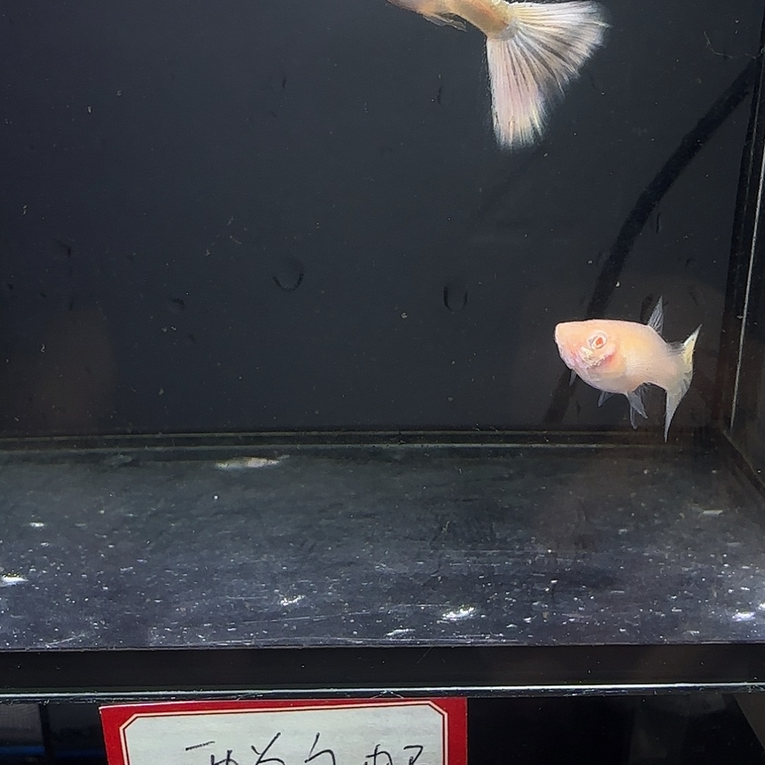 孔雀鱼樱花粉狮一对